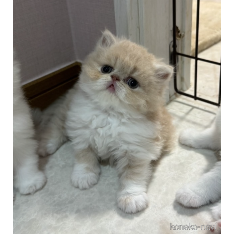 販売中の福岡県のエキゾチックショートヘア-121828